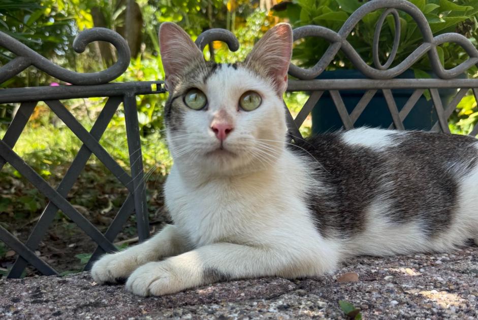 Fundmeldung Katze Männliche Bon-Encontre Frankreich