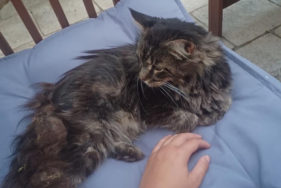 Fundmeldung Katze  Unbekannt , 2 Jahre Sylvains-Lès-Moulins Frankreich