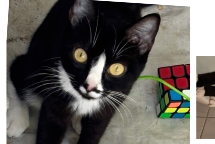 Vermisstmeldung Katze rassenmischung Weiblich , 2 jahre Vallon-Pont-d'Arc Frankreich