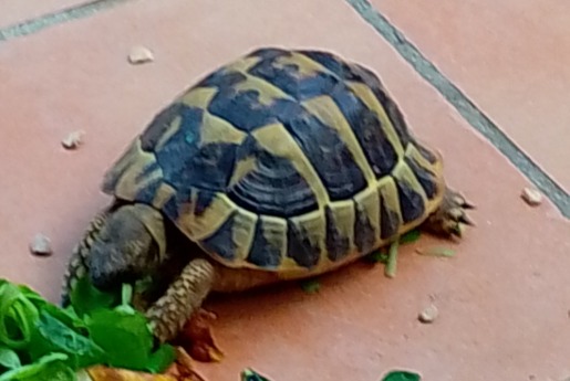 Fundmeldung Schildkröte Männliche Corbère-les-Cabanes Frankreich