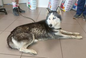 Fundmeldung Hund  Weiblich , 9 Jahre Sèvremont Frankreich