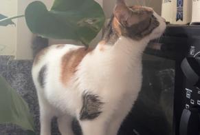Vermisstmeldung Katze Weiblich , 1 jahre Aléria Frankreich