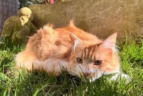 Vermisstmeldung Katze  Männliche , 1 jahre Alfortville Frankreich