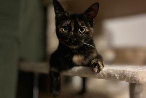 Vermisstmeldung Katze Weiblich , 1 jahre Jumencourt Frankreich
