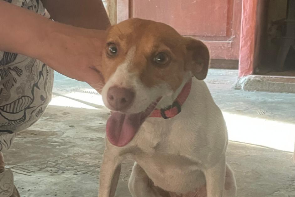 Fundmeldung Hund  Weiblich Cliousclat Frankreich