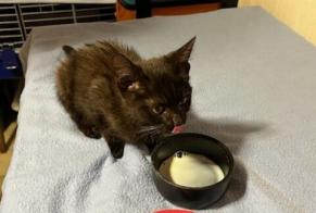 Fundmeldung Katze  Unbekannt Obernai Frankreich
