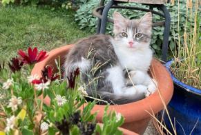 Vermisstmeldung Katze Männliche , 0 jahre Tarbes Frankreich