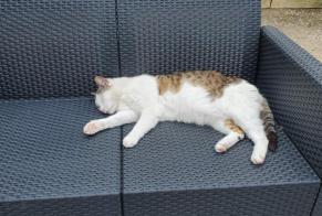 Vermisstmeldung Katze Männliche , 11 jahre Saint-Mard Frankreich