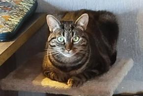 Vermisstmeldung Katze Weiblich , 4 jahre Val d'Oingt Frankreich
