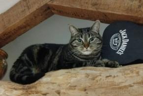 Vermisstmeldung Katze Weiblich , 4 jahre Val d'Oingt Frankreich