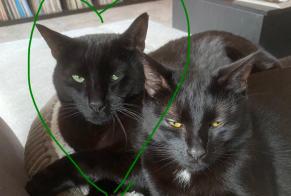 Vermisstmeldung Katze  Männliche , 3 jahre Villotte-sur-Aire Frankreich