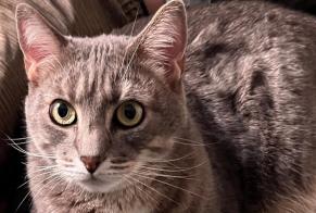 Vermisstmeldung Katze Männliche , 6 jahre Angoulême Frankreich