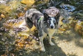 Vermisstmeldung Hund  Männliche , 3 jahre Saint-Jean-d'Arves Frankreich