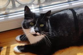 Vermisstmeldung Katze Weiblich , 4 jahre Panazol Frankreich
