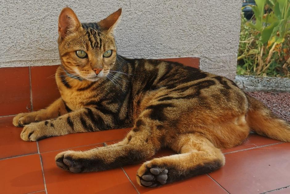 Fundmeldung Katze Weiblich Talence Frankreich
