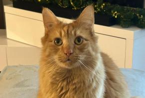 Vermisstmeldung Katze rassenmischung Männliche , 5 jahre Brétigny-sur-Orge Frankreich