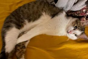 Vermisstmeldung Katze Weiblich , 1 jahre Lille Frankreich