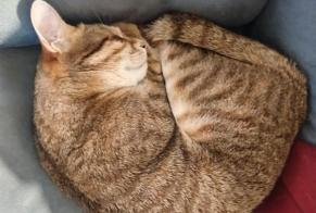 Vermisstmeldung Katze  Männliche , 6 jahre Onet-le-Château Frankreich