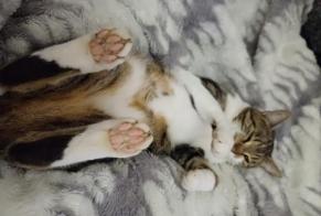 Vermisstmeldung Katze  Männliche , 6 jahre L'Union Frankreich