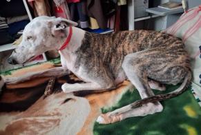 Vermisstmeldung Hund  Weiblich , 7 jahre Notre-Dame-de-Monts Frankreich