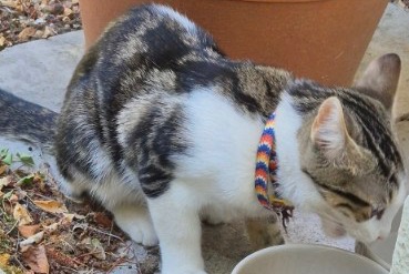 Fundmeldung Katze Männliche La Chaussée-Saint-Victor Frankreich