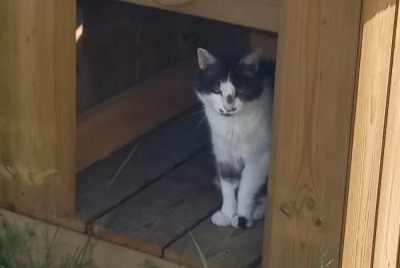 Vermisstmeldung Katze Weiblich , 18 jahre Lagord Frankreich