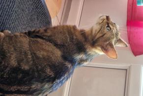 Vermisstmeldung Katze Weiblich , 2 jahre Orgelet Frankreich