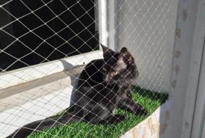 Fundmeldung Katze rassenmischung Weiblich Paris Frankreich