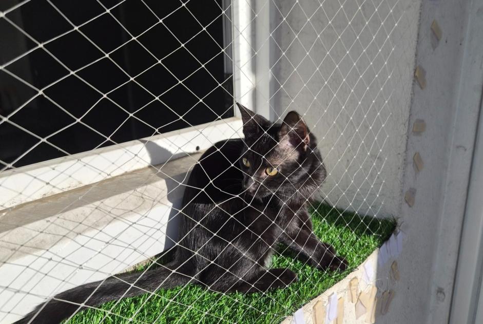 Fundmeldung Katze rassenmischung Weiblich Paris Frankreich