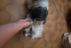 Fundmeldung Hund  Männliche Gâvres Frankreich