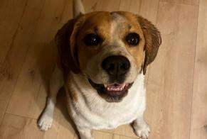 Fundmeldung Hund  Männliche Arsac Frankreich