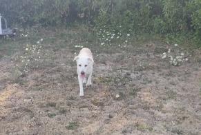 Fundmeldung Hund  Weiblich Gennes-Val-de-Loire Frankreich