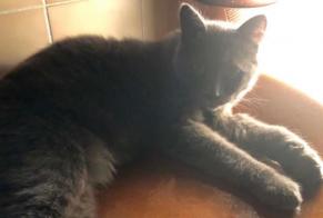 Vermisstmeldung Katze Männliche , 3 jahre Petite-Île Frankreich