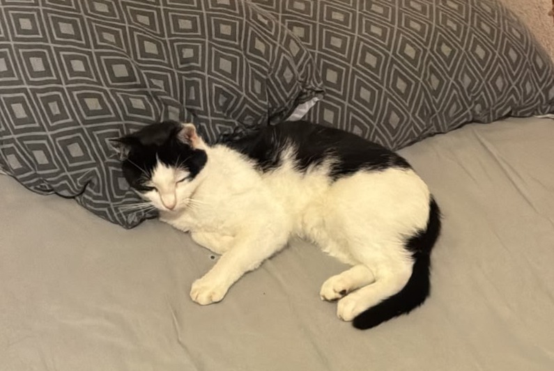 Vermisstmeldung Katze Männliche , 3 jahre Saint-Julien-l'Ars Frankreich