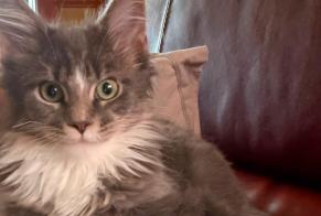 Vermisstmeldung Katze  Weiblich , 0 jahre Montreuil Frankreich