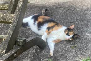 Vermisstmeldung Katze Weiblich , 40 jahre Condat-sur-Trincou Frankreich