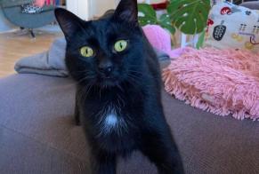 Vermisstmeldung Katze rassenmischung Weiblich , 3 jahre Sélestat Frankreich