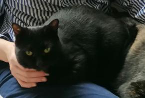 Vermisstmeldung Katze rassenmischung Weiblich , 3 jahre Sélestat Frankreich