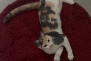 Fundmeldung Katze Weiblich Saint-Martin-de-Valgalgues Frankreich