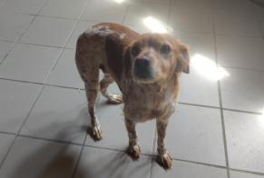 Fundmeldung Hund  Männliche Puylaurens Frankreich