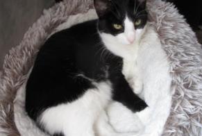 Vermisstmeldung Katze Weiblich , 6 jahre Alençon Frankreich