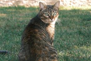 Vermisstmeldung Katze  Weiblich , 1 jahre Saint-Jean-de-Luz Frankreich
