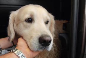Fundmeldung Hund  Unbekannt Saint-Jean-de-Luz Frankreich
