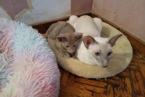 Vermisstmeldung Katze  Weiblich , 3 jahre Angaïs Frankreich