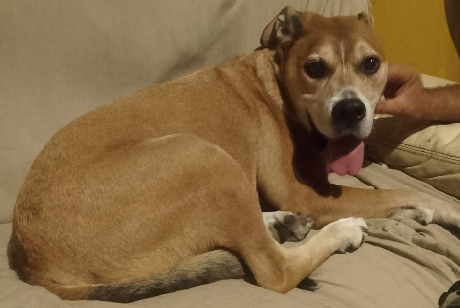 Fundmeldung Hund rassenmischung Männliche Oeyregave Frankreich