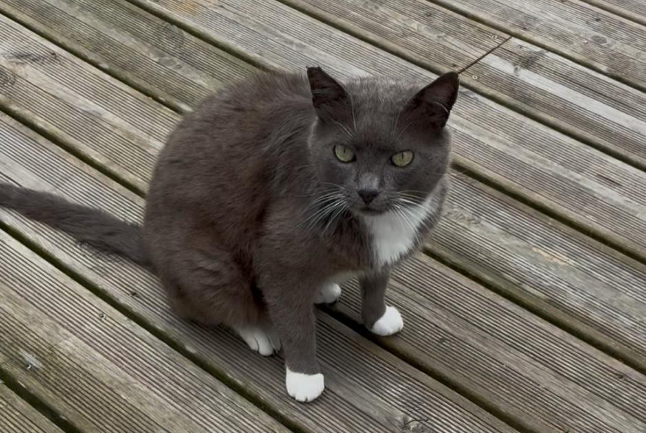 Vermisstmeldung Katze rassenmischung Männliche , 13 jahre Vannes Frankreich