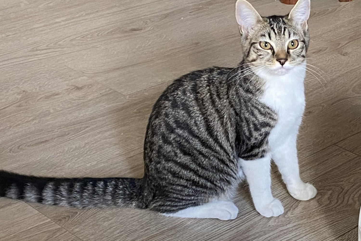 Vermisstmeldung Katze  Männliche , 1 jahre Chambery Frankreich