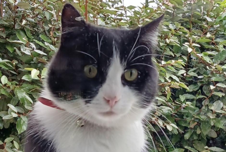 Vermisstmeldung Katze rassenmischung Männliche , 6 jahre Villefranche-sur-Saône Frankreich