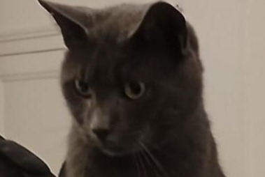 Vermisstmeldung Katze  Männliche , 7 jahre Saumur Frankreich
