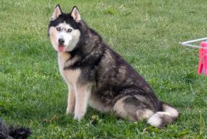 Vermisstmeldung Hund  Weiblich , 10 jahre Treffléan Frankreich
